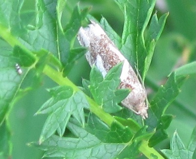 Epiblema foenella? S